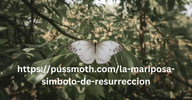 https://pussmoth.com/la-mariposa-simbolo-de-resurreccion