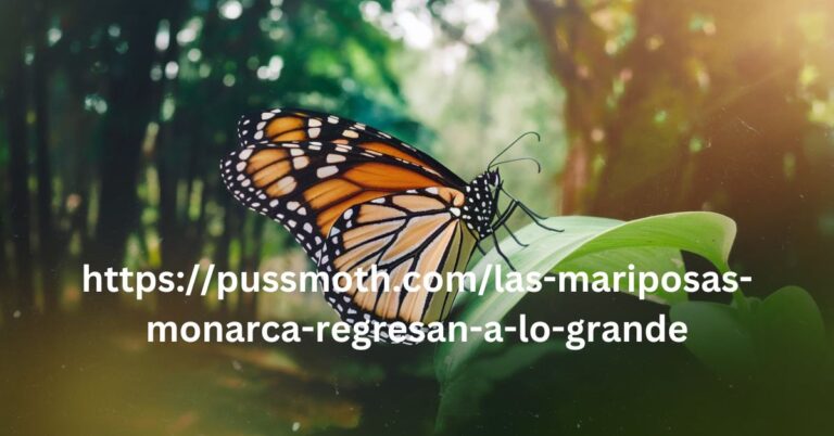 https://pussmoth.com/las-mariposas-monarca-regresan-a-lo-grande