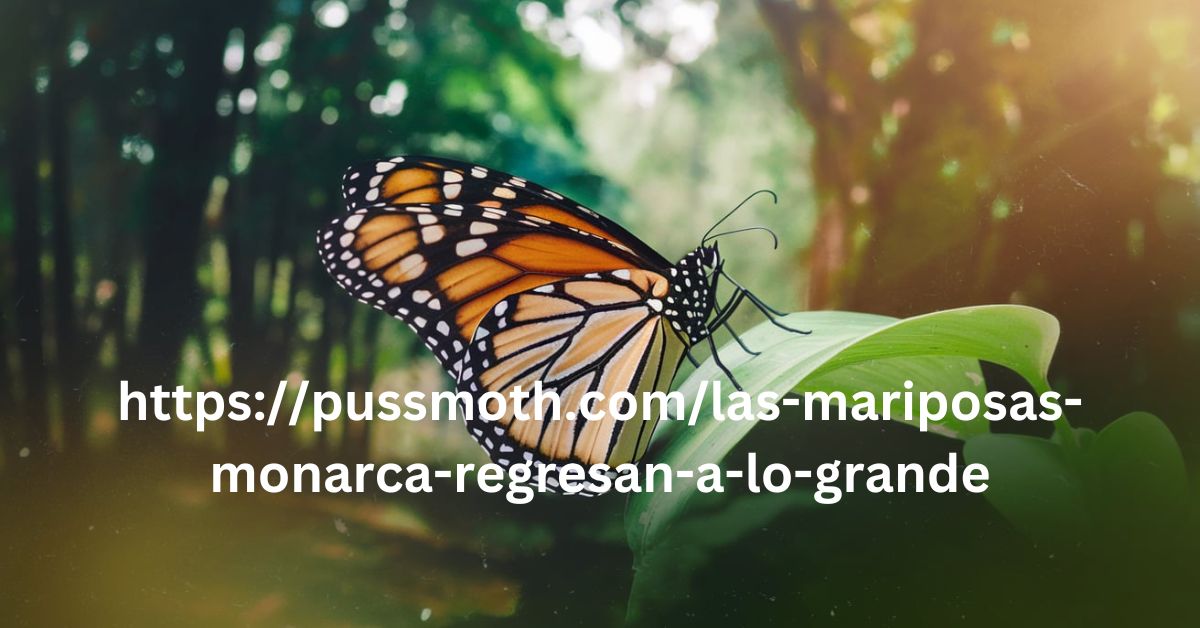 httpspussmoth.comlas-mariposas-monarca-regresan-a-lo-grande